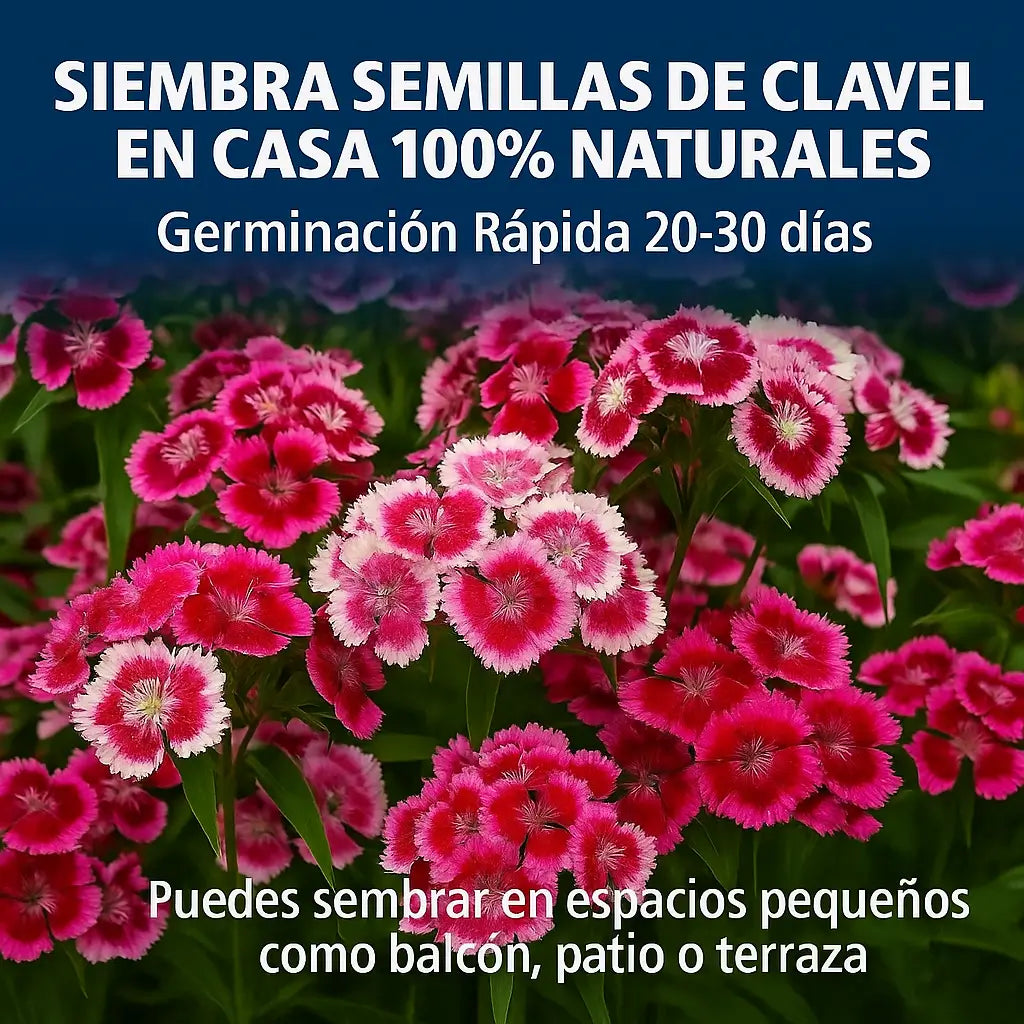 100 Semillas Clavel De Poeta + Tierra Fertilizada 500G: ¡flores de ensueño!