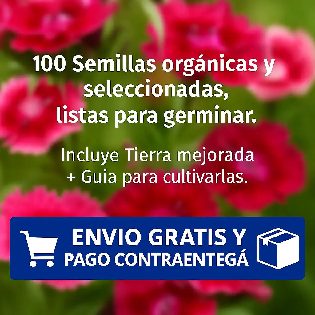 100 Semillas Clavel De Poeta + Tierra Fertilizada 500G: ¡flores de ensueño!