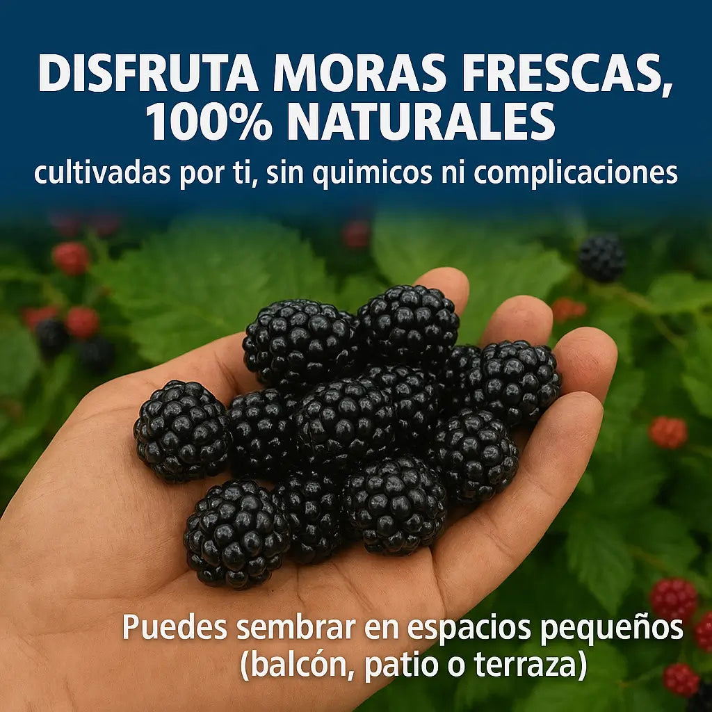 100 Semillas de Moras Orgánicas + 500 g de Tierra Mejorada – Tu Cosecha Casera Sin Químicos