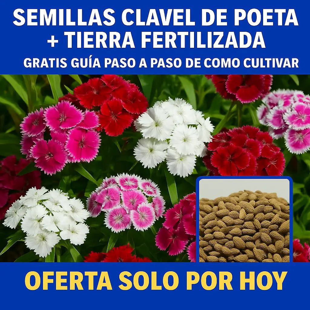 100 Semillas Clavel De Poeta + Tierra Fertilizada 500G: ¡flores de ensueño!